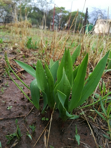 Eriospermum mackenii image