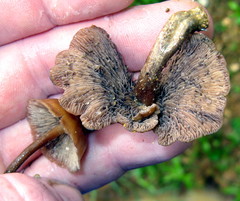 Psilocybe muliercula