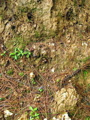 Psilocybe muliercula