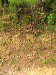 Psilocybe muliercula