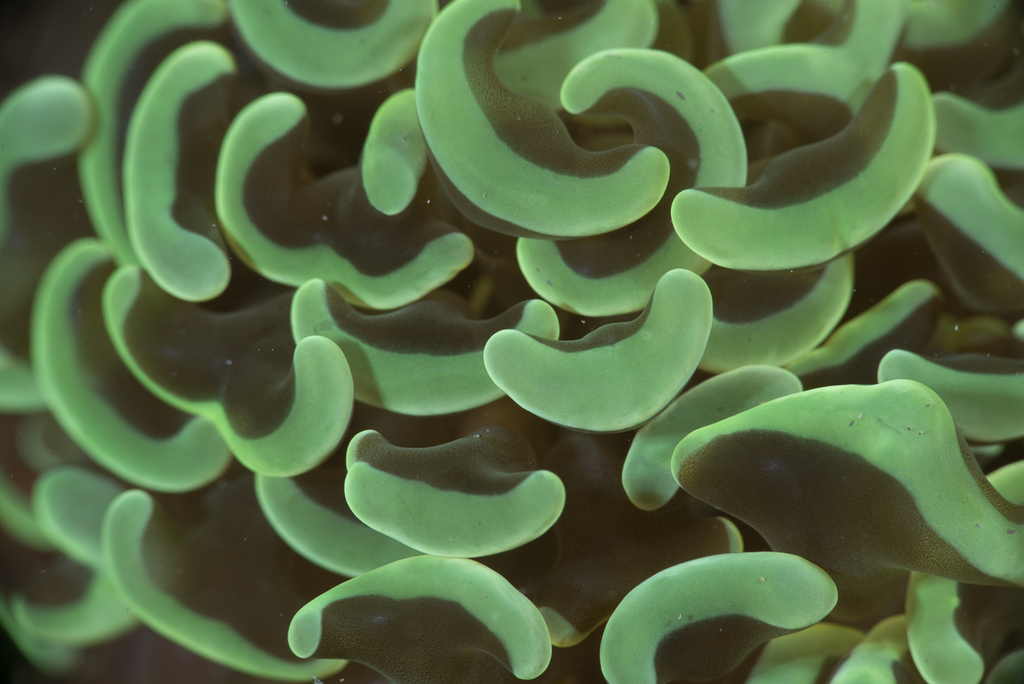 Fimbriaphyllia