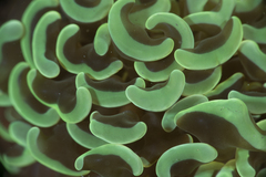 Fimbriaphyllia ancora