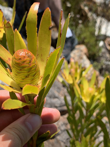 Image of Leucadendron laureolum by (c) Matthew Fainman, some rights reserved (CC BY)