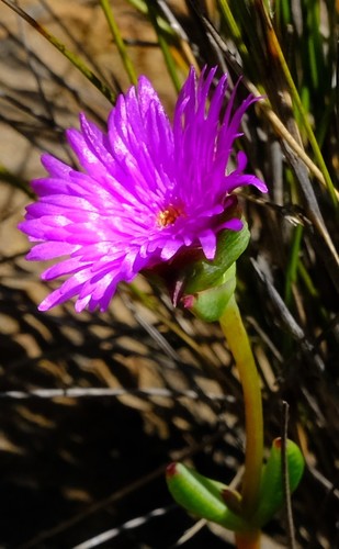 Erepsia insignis