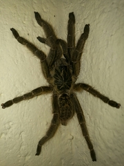 Harpactirinae