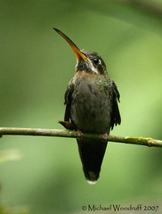 Band-Tailed Barbthroat photo 4