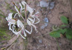 Pelargonium auritum carneum