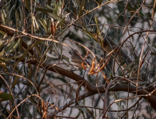 Lesser Whitethroat