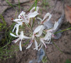 Pelargonium auritum carneum