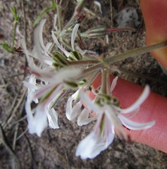 Pelargonium auritum carneum
