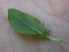 Pelargonium auritum carneum