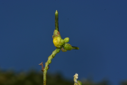 Khandala bean (Vigna khandalensis)