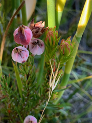 Erica holosericea
