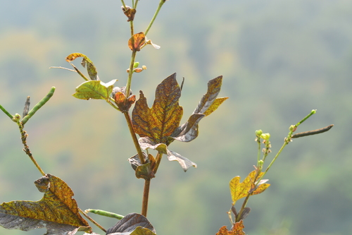 Image of Vigna khandalensis by no rights reserved