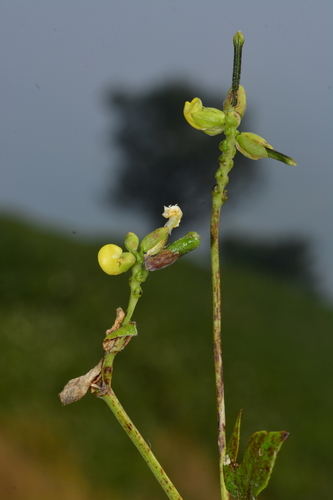 Image of Vigna khandalensis by no rights reserved