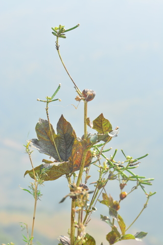 Image of Vigna khandalensis by no rights reserved