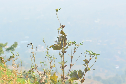 Image of Vigna khandalensis by no rights reserved