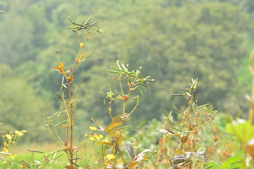 Image of Vigna khandalensis by no rights reserved