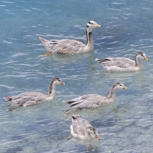 Bar-headed Goose