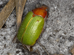 Xylonichus eucalypti