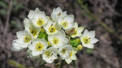 Ornithogalum dubium