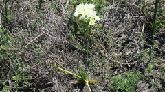 Ornithogalum dubium