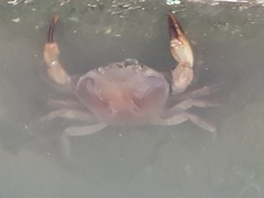 Parathelphusa convexa