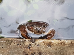 Parathelphusa convexa