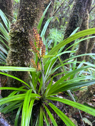 Astelia menziesiana observed 2025-09-11