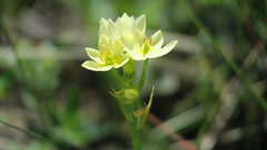 Ornithogalum dubium