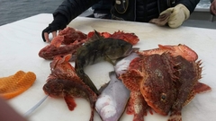 Citharichthys sordidus