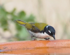 Melithreptus chloropsis