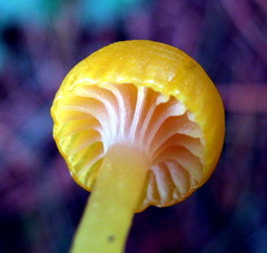 Chromosera