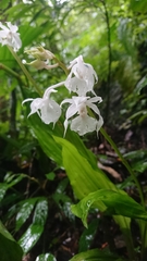 Calanthe arisanensis