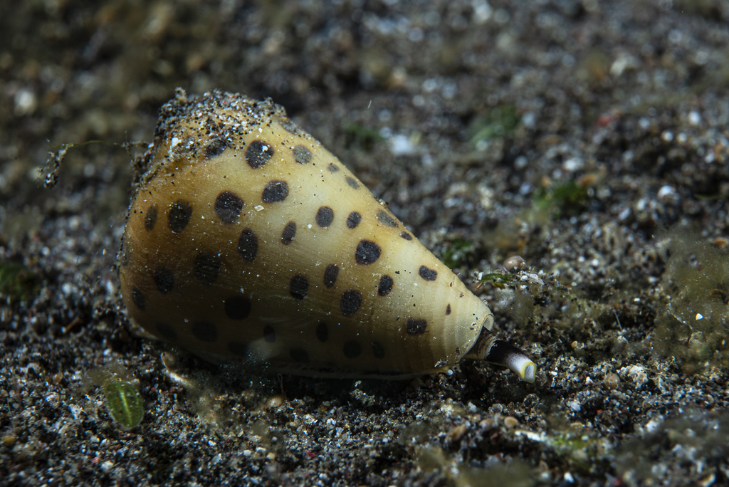 Ivory Cone