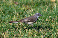 Motacilla capensis capensis
