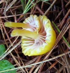 Chromosera