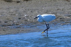Egretta garzetta garzetta
