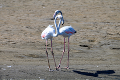 Phoenicopterus roseus