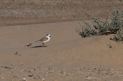 Charadrius marginatus