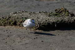 Charadrius marginatus