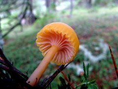 Chromosera
