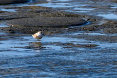 Charadrius marginatus
