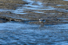 Charadrius marginatus marginatus