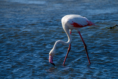 Phoenicopterus roseus
