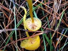 Chromosera