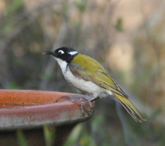 Melithreptus chloropsis
