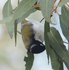 Melithreptus chloropsis