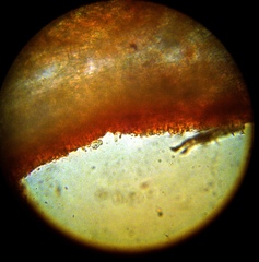 Chromosera