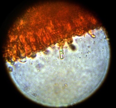 Chromosera